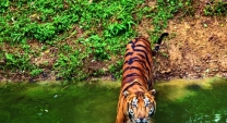 wildlife-tour-india