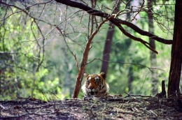 golden-traingle-wildlife-tour